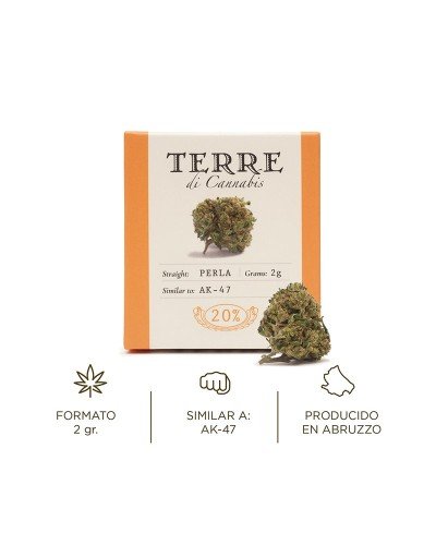 Aromatic flower of CBD: PERLA / AK47